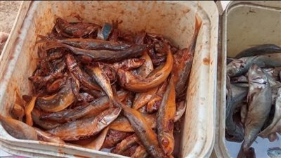 ضبط 73 مخالفة تموينية في حملات مكثفة بالمنيا خلال أعياد الربيع