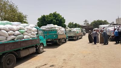 الذهب الأصفر.. استلام 9 آلاف طن قمح بصوامع محافظة سوهاج |صور 