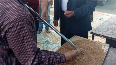 42 موقعا تخزينيا.. صوامع المنيا تستقبل 25 ألف طن من محصول القمح 