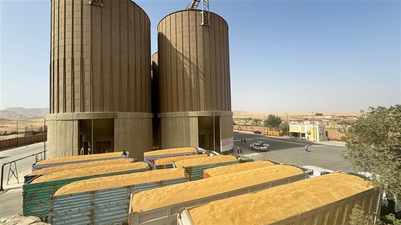 توريد القمح 