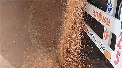 توريد 36 ألف طن من القمح المحلي لصوامع وشون محافظة قنا