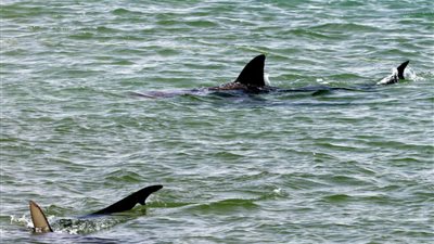 «تتبع القرش» يضع مصر على خريطة الدول المتقدمة علميًا في إدارة البيئة 