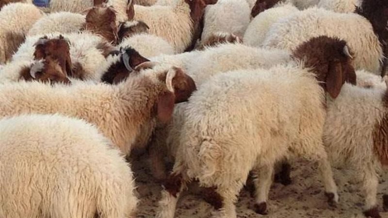 حكم دفع صك الهدي