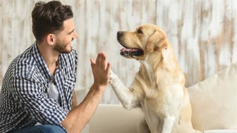 الحيوان الاليف وأصحابه