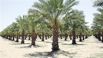 نطيت من البلكون.. ماذا قال متهم في قضية اأزرع نخلة؟