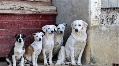 فى اليوم العالمي للتوعية بالكلاب الضالة.. اعرف الطرق السليمة للتعامل معهم 