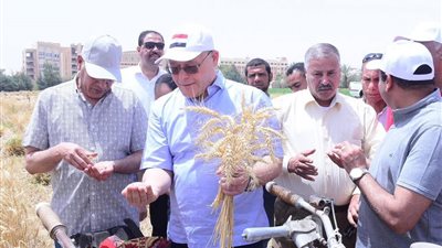 علي مساحة ٢٢ فدان.. بدء موسم حصاد تقاوي القمح بمزرعة جامعة سوهاج