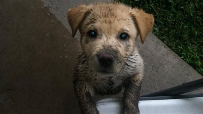 بمناسبة اليوم الوطني للتوعية بالكلاب الضالة..أشياء عليك معرفتها قبل اقتناء كلب