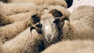 هل العقيقة من أسباب صلاح الولد؟ .. فضلها وآخر وقت لها