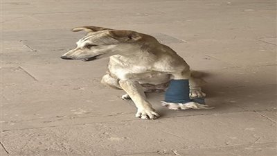 في اليوم العالمي للتوعية بالكلاب ..إصابة 