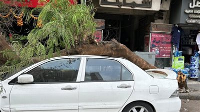 سقوط شجرة على سيارتين في شارع القصر العيني دون إصابات| صور 