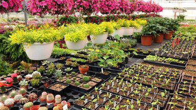 هيئة نظافة القاهرة: أسعار النباتات والزهور داخل المشاتل مخفضة للغاية  