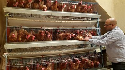 مركز بحوث الصحراء يقود نهضة زراعية وتنموية متكاملة في سيناء