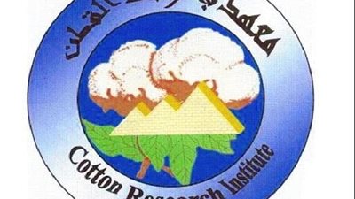 معهد القطن: ندوات إرشادية فى 5 محافظات لدعم المزارعين مع بداية الموسم