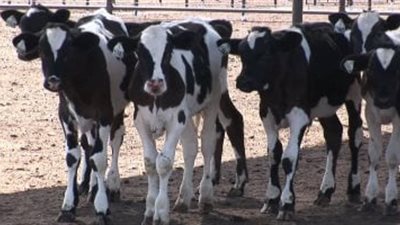 كيف  تحصل على  قرض البتلو من البنك الزراعي المصري؟  