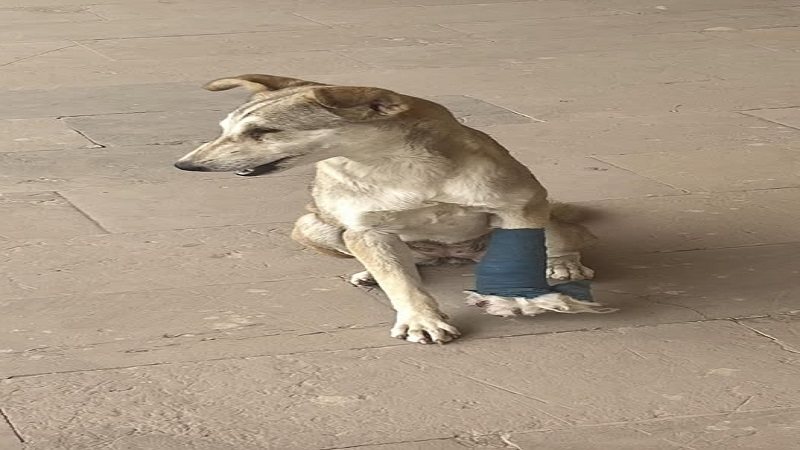 كلب الأهرامات