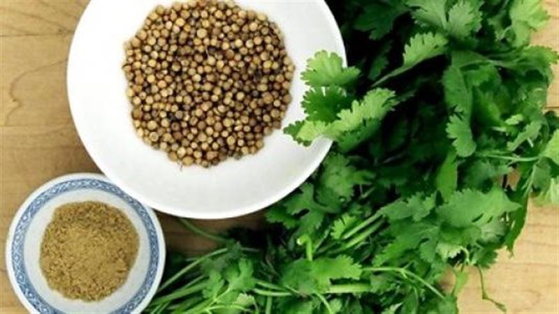 بذور الكزبرة