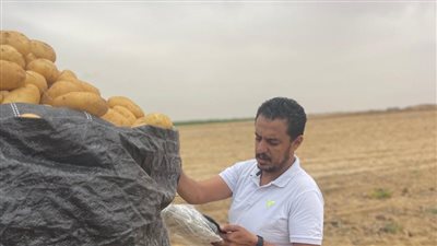 وزارة الزراعة: 620 ألف فدان بطاطس خالي من العفن البني 