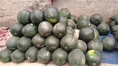 3 بطيخات بـ1000جنيه.. انخفاض سعر البطيخ في المنيا رغم ارتفاع سعره بالمحافظات