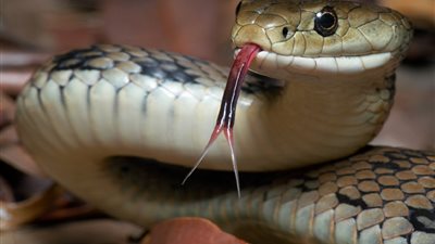 من الجبال إلى منازل السكان.. المغرب يواجه ثعابين وكائنات سامة بلا إنذار