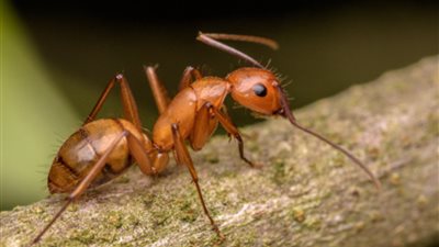عمرها 113 مليون سنة.. اكتشاف حفرية لأقدم نملة بالعالم عاشت بين الديناصورات 