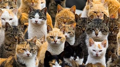 على طريقة أوشيما اليابانية.. جزيرة جاكرتا معقل القطط قريبا