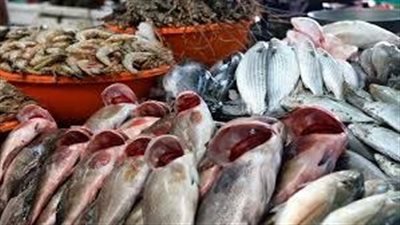 أسعار السمك اليوم في العبور.. البلطي بين 71 و83 جنيهًا والجمبري بـ650 جنيها
