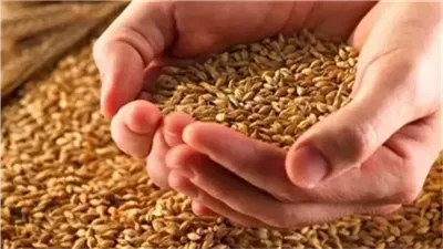 صوامع المنيا تفيض بالخير.. استقبال 150 ألف طن قمح خلال موسم التوريد 2025