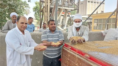 من الأرض إلى العُرس .. القمح يروي حكايات الفرح والكفاح في قرى سوهاج (صور)