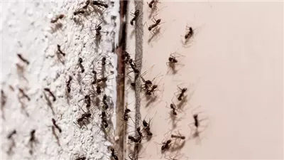 اكتشاف أقدم نملة في التاريخ.. عاشت بين الديناصورات وفكّها 