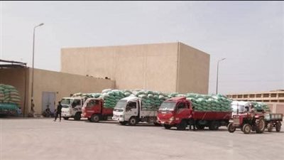 شون وصوامع المنيا تستقبل 44 ألف طن قمح مع بداية موسم التوريد