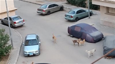 كلاب الشوارع تثير ذعر أهالي الإسماعيلية.. والطب البيطري يضع خطة لمواجهتها