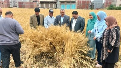 الذهب الأصفر..  انتعاشة في توريد القمح لشون محافظة دمياط 