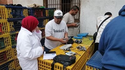 مديرية الطب البيطري بالقليوبية تشرف على سباق الحمام الزاجل 