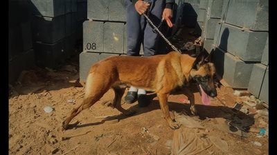 أصابه في وجهه.. كلب يهاجم طفل بكومبوند في التجمع الأول  