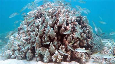استدامة النظم البيئية بالبحر الأحمر.. خطة وزارة البيئة لحماية الشعاب المرجانية