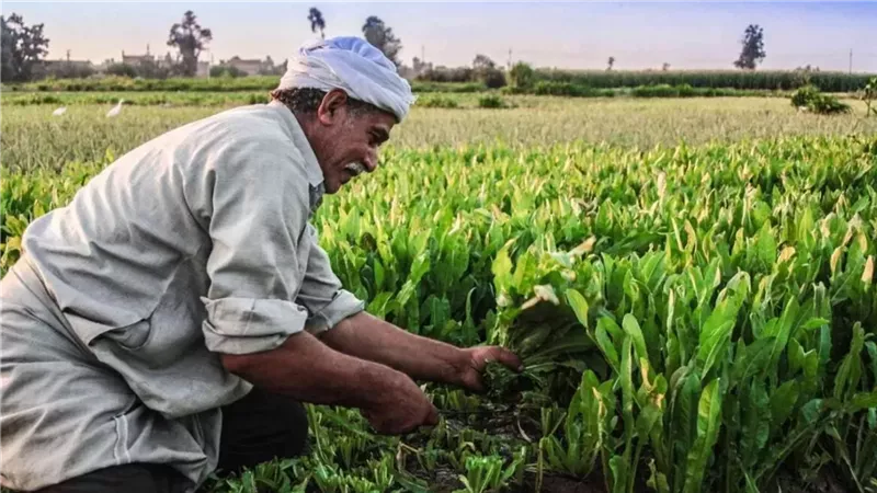 الزراعة