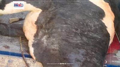 الفيوم.. ضبط بقرة مريضة ذُبحت عقب نفوقها و350 كيلو لحوم ودواجن فاسدة