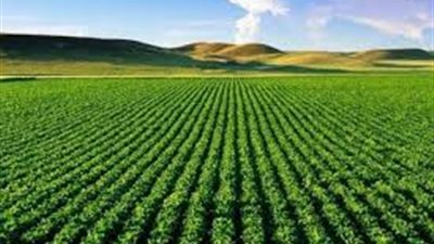 اتحاد الصناعات: مشكلات التصنيع الزراعي تقتضي حلولاً عاجلة