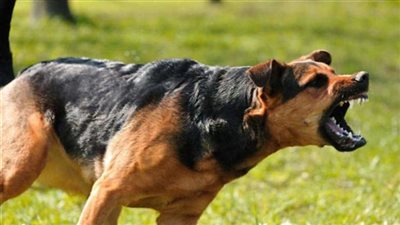 أمين الفتوى: ترويع الناس بالكلاب محرم شرعًا ويجب الحفاظ على الأمان العام