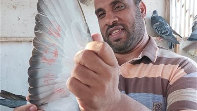 من سطح منزله إلى القمة.. جمال الحكيم بطل سباق ليبيا للحمام الزاجل (صور)