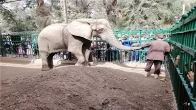 الزراعة: لم يتم تحديد موعد افتتاح حديقة الحيوان.. وانتهاء التطوير نهاية العام