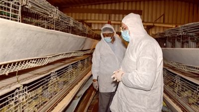 محافظ بني سويف يبحث زيادة الإنتاجية وتعظيم عوائد  مشروعات الدواجن المركزية