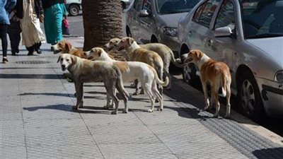 لماذا يرتفع عدد الكلاب الضالة في الشوارع ؟ نقابة الأطباء البيطرين تجيب