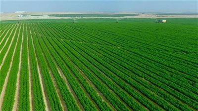 خبير استراتيجي : مشروع 