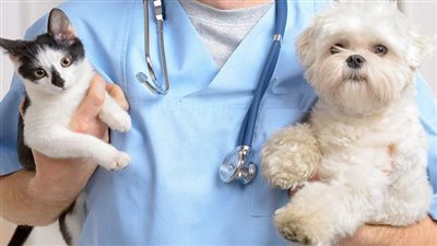 نقابة الأطباء البيطريين : لدينا 91 ألف طبيب مرخصين من النقابة بجميع التخصصات