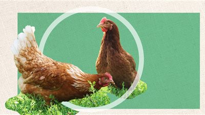 «أفخاذ الدجاج» تهدد عرش اللحوم البيضاء في أمريكا                            