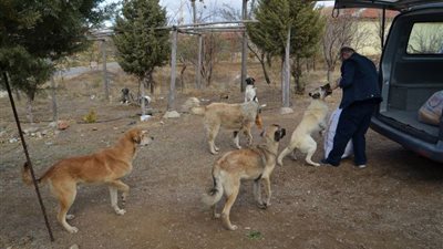 صاحب تريند إطعام الكلاب يكشف كواليس الفيديو: بدأت بسبب قطة عمياء.. فيديو