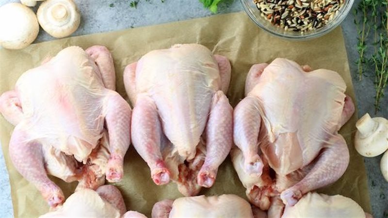 عدوى الدجاج قد ترتبط