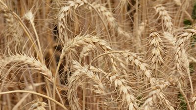 محافظ الغربية يطمئن على عملية حصاد القمح من حقل بسمنود